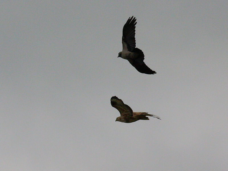 Battaglia in volo